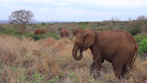 Afrikanische-Buschelefanten-Fressen-Trockene-Gräser-Im-Thanda-Privatreservat