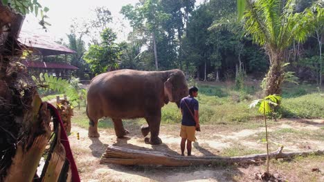 Ein-Hausmeister,-Der-Seinen-Elefanten-Im-Khao-Sok-Nationalpark-In-Thailand-Führt---Breite-Enthüllung