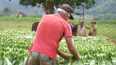 Viejos-Agricultores-Colocando-Tabaco-Cosechado