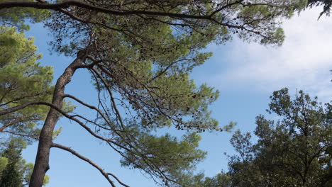 Low-angle-time-lapse-with-pine-trees-and-clear-blue-sky,-the-sun-is-shining-vibrant-light-leaks