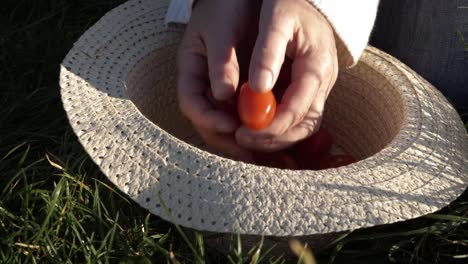 Woman-picking-fresh-cherry-tomatoes-out-of-straw-hat-medium-shot