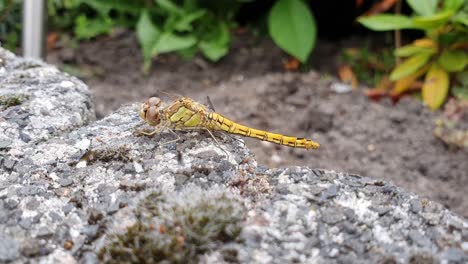Dragonfly-looking-around-in-the-garden