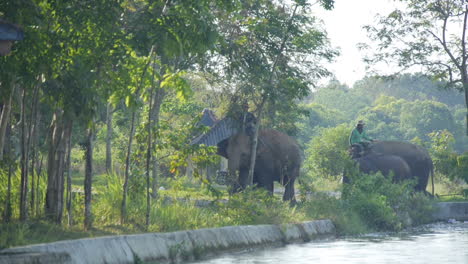 Zwei-Mahouts-Reiten-Auf-Domestizierten-Elefanten-Um-Den-Fluss,-Zeitlupe