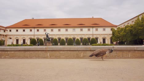 Pava-Caminando-Por-Los-Jardines-Del-Palacio-Wallenstein-En-Praga,-Cámara-Lenta