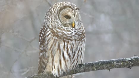 Perfect-owl-shot-turning-head-right-towards-camera-and-looking-thru-eyes