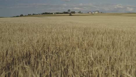 Breeze-blows-through-golden-wheat-field