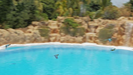 Loros-Ara-Vuelan-Sobre-La-Cuenca-De-Delfines-En-Loro-Parque,-Tenerife-Antes-Del-Espectáculo-De-Delfines