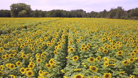 Luftaufnahme-Des-Riesigen-Sonnenblumenfeldes-In-Michigan,-Rückwärtsbewegung