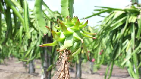 Flor-Y-Cultivo-De-Fruta-De-Dragón