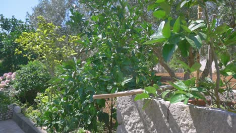 Green-vegetation-on-edge-of-Mediterranean-garden-with-olive-and-fig-trees