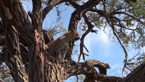 Leopard-surveys-surroundings-while-sitting-high-in-tree,-slow-zoom-out