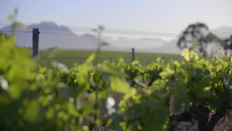 Focus-pulling-to-young-baby-grape-berries-on-green-vineyard-with-mountain-range-and-rows-of-vineyards-on-hill-in-background-in-early-morning-sunrise-light-on-wine-farm,-stellenbosch