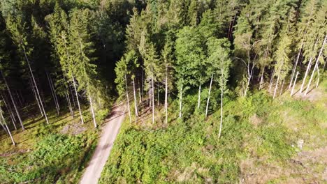 Drone-is-flying-along-side-of-conifer-forest-boundary-reveaing-the-beauty-of-Lithuania's-nature