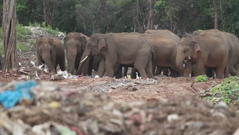 Grupo-De-Elefantes-Se-Paran-Juntos-Comiendo-Basura-Y-Plástico-En-Un-Basurero