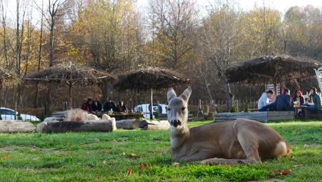 Restaurantmitarbeiter-Fanden-Im-Wald-Ein-Junges-Reh