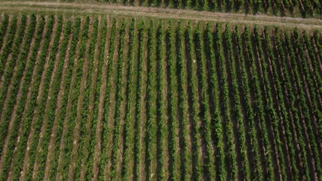 Volando-Sobre-Filas-De-Uvas-De-Vino-Tinto-De-Un-Viñedo-En-Baden-wuerttemberg,-Alemania---Vista-Aérea