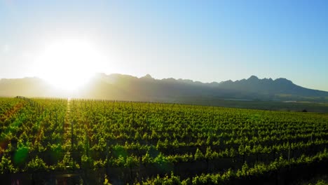 Aerial-reverse-close-up-of-green-vineyards-at-sunrise,-blue-mountains,-Stellenbosch,-Cape-Town