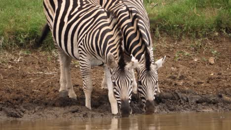 Drei-Zebras,-Die-Aus-Einem-Schlammigen-Afrikanischen-Teich-Trinken,-Sind-Plötzlich-Erschrocken