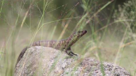 Plated-Lizard-sits-on-rock,-beautifully-framed-by-foreground-grasses