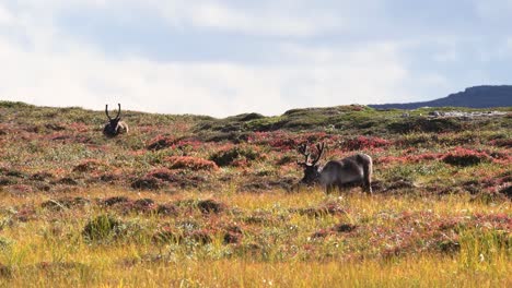 Wide-shot-of-two-male-deers-with-horns-grazing-on-rural-hill-landscape-during-windy-and-hot-summer-weather