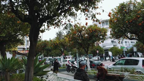 Moving-around-Bitter-orange-or-citrus-aurantium-trees-with-fruit,-in-Blida---algeria-