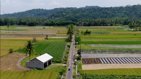 Camino-A-Través-De-Campos-Cultivados-En-Una-Zona-Rural-Remota-De-Indonesia-Panorama-Aéreo