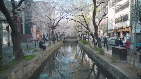 Toma-Estática-De-Hermosos-Cerezos-Sakura-En-Flor-Junto-Al-Río-Takase-En-Kyoto,-Japón-Durante-La-Primavera