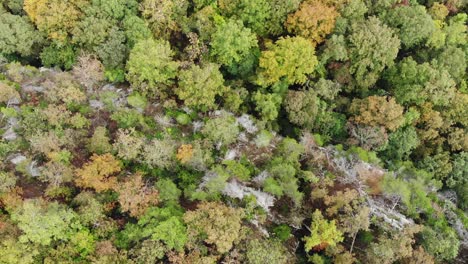fall-leaves-tree-tops-forest-aerial-drone-top-down