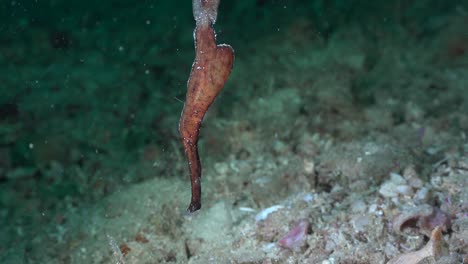 Braune-Robuste-Geisterpfeifenfische-über-Sandigem-Meeresboden