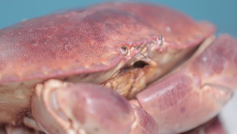 Nahaufnahme-Einer-Frischen-Lebenden-Krabbe,-Die-Auf-Blauem-Hintergrund-Isoliert-Ist