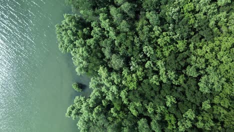 Mangrove-Forest-at-the-water-edge,-natural-sea-defence,-aerial-drone-fly-over-with-lush-green-foliage-swaying-in-the-wind