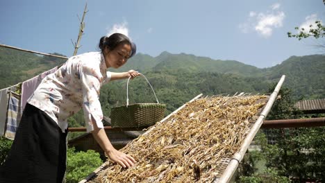 Woman-placing-baby-bamboo-to-dry-in-the-sun,-a-Chinese-tradition