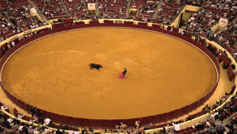 Bull-charges-colorful-cape-of-matador-in-bullfighting-arena-in-Lisbon,-Portugal