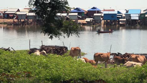 Cows-Grazing-Near-Floating-Village
