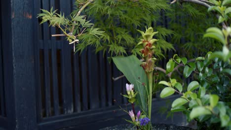 Beautiful-green-plants-growing-out-of-a-stone-vase-sitting-outside-of-a-temple-in-Kyoto,-Japan-soft-lighting-slow-motion-4K