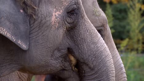 Zwei-Elefanten-Essen-Gemeinsam-Kürbisse-Im-Zoo-Von-Oregon
