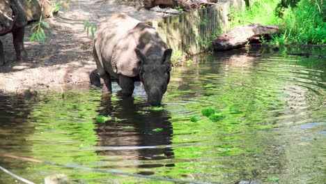 Rinoceronte-Comiendo-Lechuga,-Que-Está-Flotando-En-El-Agua-Después-De-Ser-Arrojada-Por-Un-Cuidador-En-Diergaarde-Blijdorp-Rotterdam