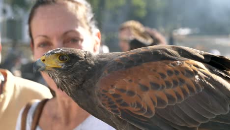 Close-up-of-golden-eagle-looking-around-on-medieval-event,slow-motion