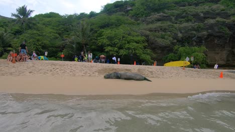 Seldom-seen-Hawaiian-Monk-Seal-laying-in-the-sun-on-the-beach-at-Hanauma-Nature-Preserve-on-Oahua-Island-of-Hawaii
