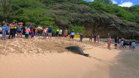 Seldom-seen-Hawaiian-Monk-Seal-coming-ashore-at-the-beach-at-Hanauma-Nature-Preserve-on-Oahua-Island-of-Hawaii