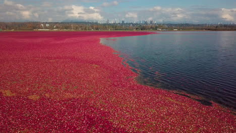 Stunning-opening-establishing-drone-shot-of-cranberry-field-with-city-skyline-in-the-far