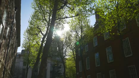 Vista-De-ángulo-Bajo-De-Hileras-De-árboles-Con-El-Sol-Asomando-Por-La-Calle-Dean-Trench,-Londres