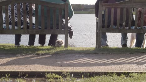 Grupo-De-Personas-Con-Un-Perro-Pequeño-Disfrutando-De-La-Vista-Del-Lago