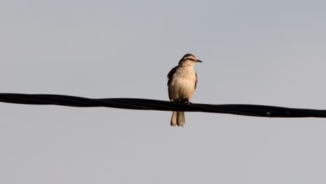 Chalk-browed-Mockingbird-perched-on-a-cable-looking-at-camera,-then-turning