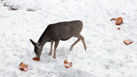 Mule-Deer-doe-fawn-nervously-looking-around-then-eating-pumpkin-scraps-in-an-urban-backyard-during-the-winter