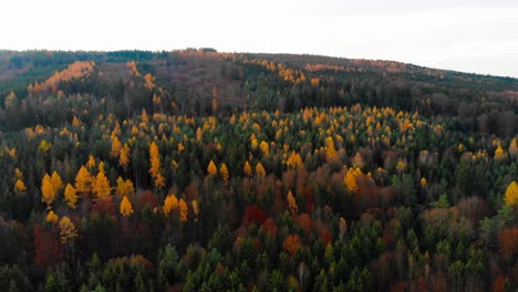 Flug-über-Herbstlichen-Wald-Am-Morgen