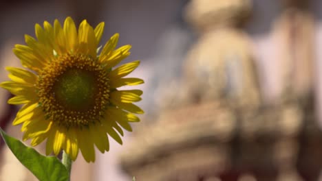 Eine-Schöne-Gelbe-Sonnenblume,-Die-Sich-Sanft-In-Der-Luft-Vor-Einem-Berühmten-Tempel-In-Thailand-Bewegt---Weitwinkelaufnahme