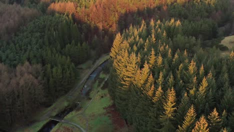 Aerial-view-of-a-lakeside-forest-from-a-drone