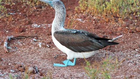 single-blue-footed-booby-walking-around-in-Galapagos-Islands