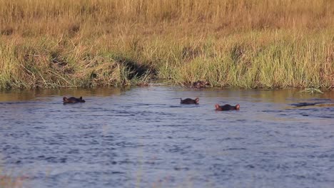 Manada-De-Hipopótamos-Refrescarse-En-El-Río-En-Un-Día-Caluroso-En-El-Delta-Del-Okavango